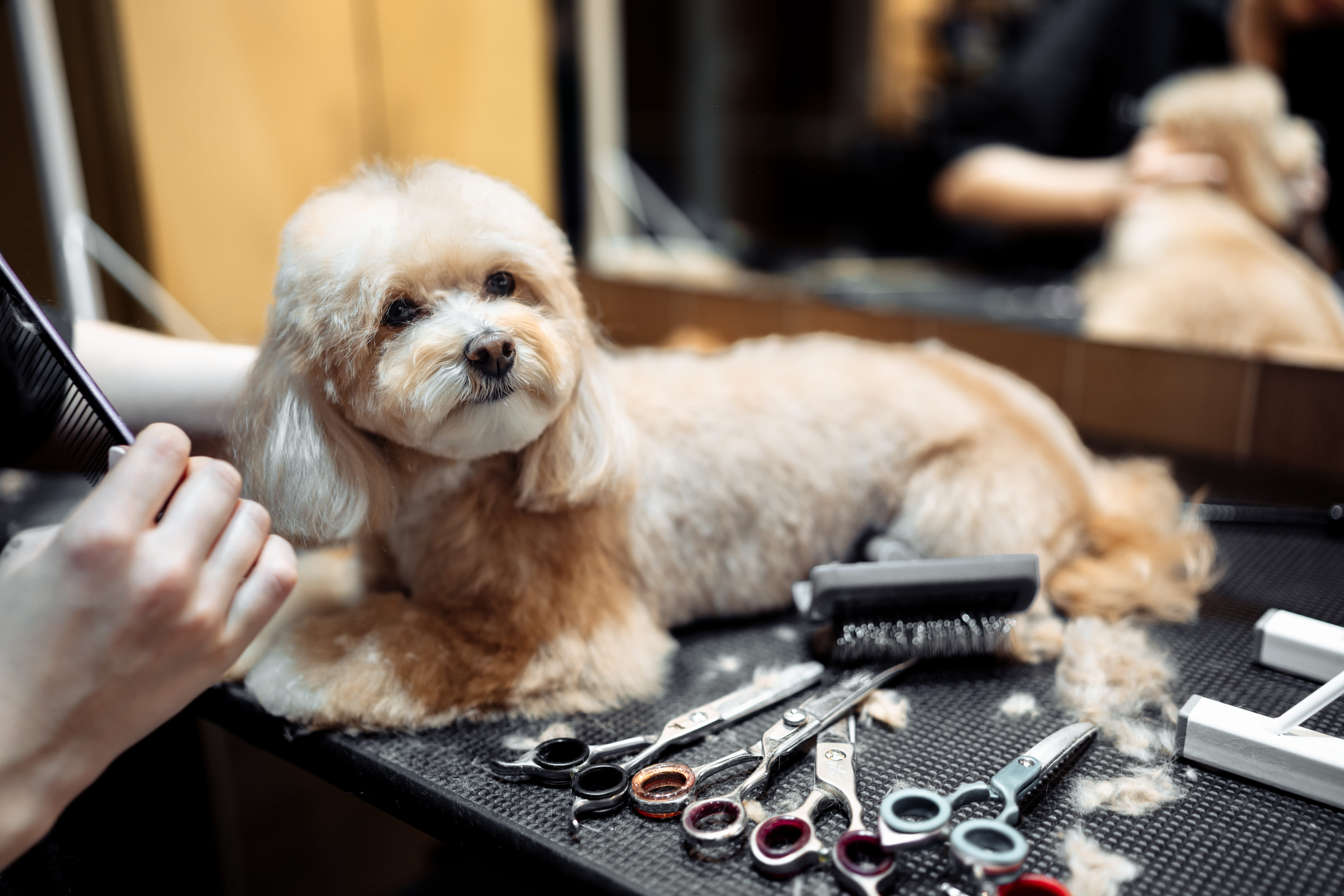 Pet Spa Online Expert