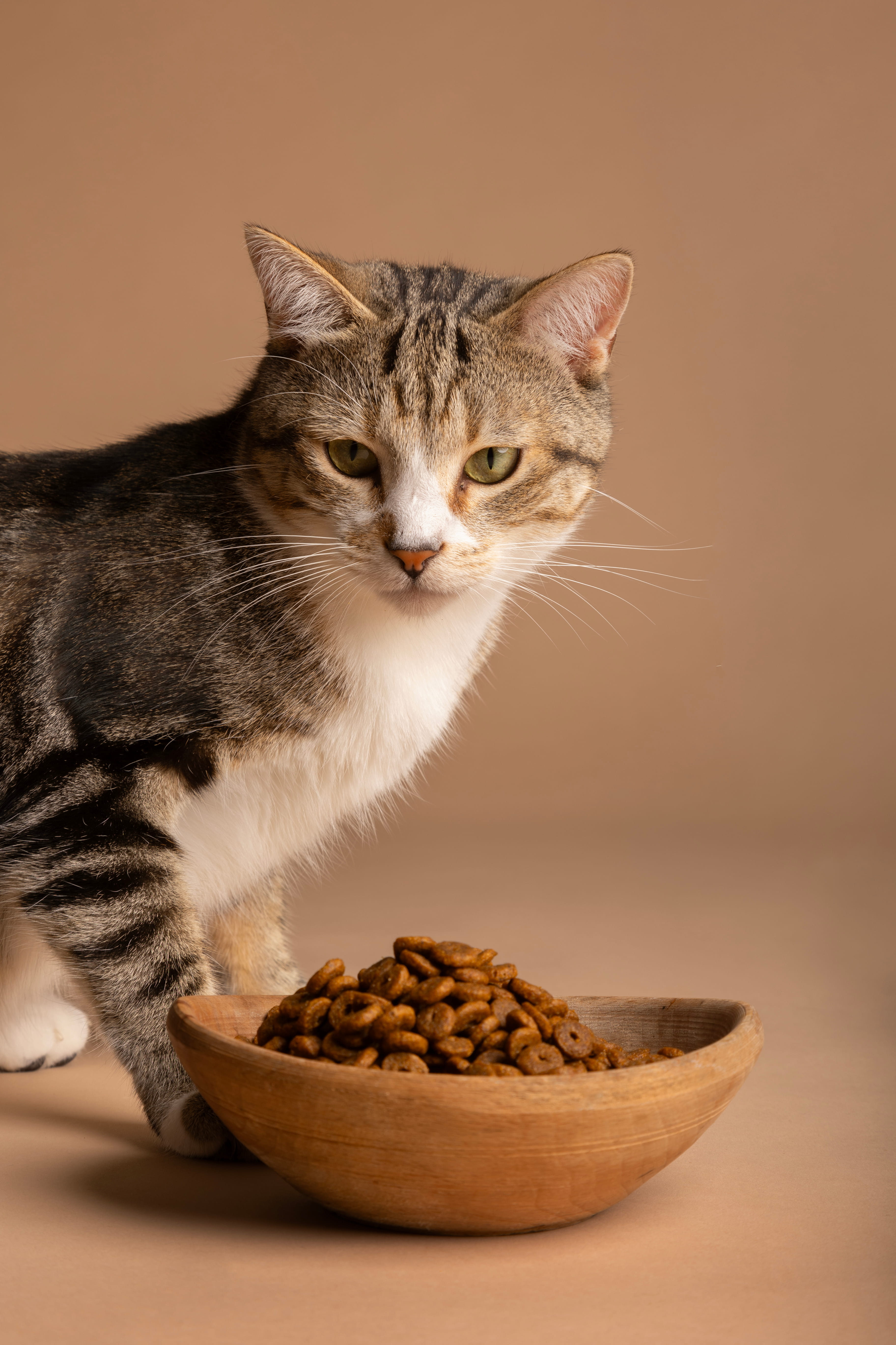 Cat Food Online