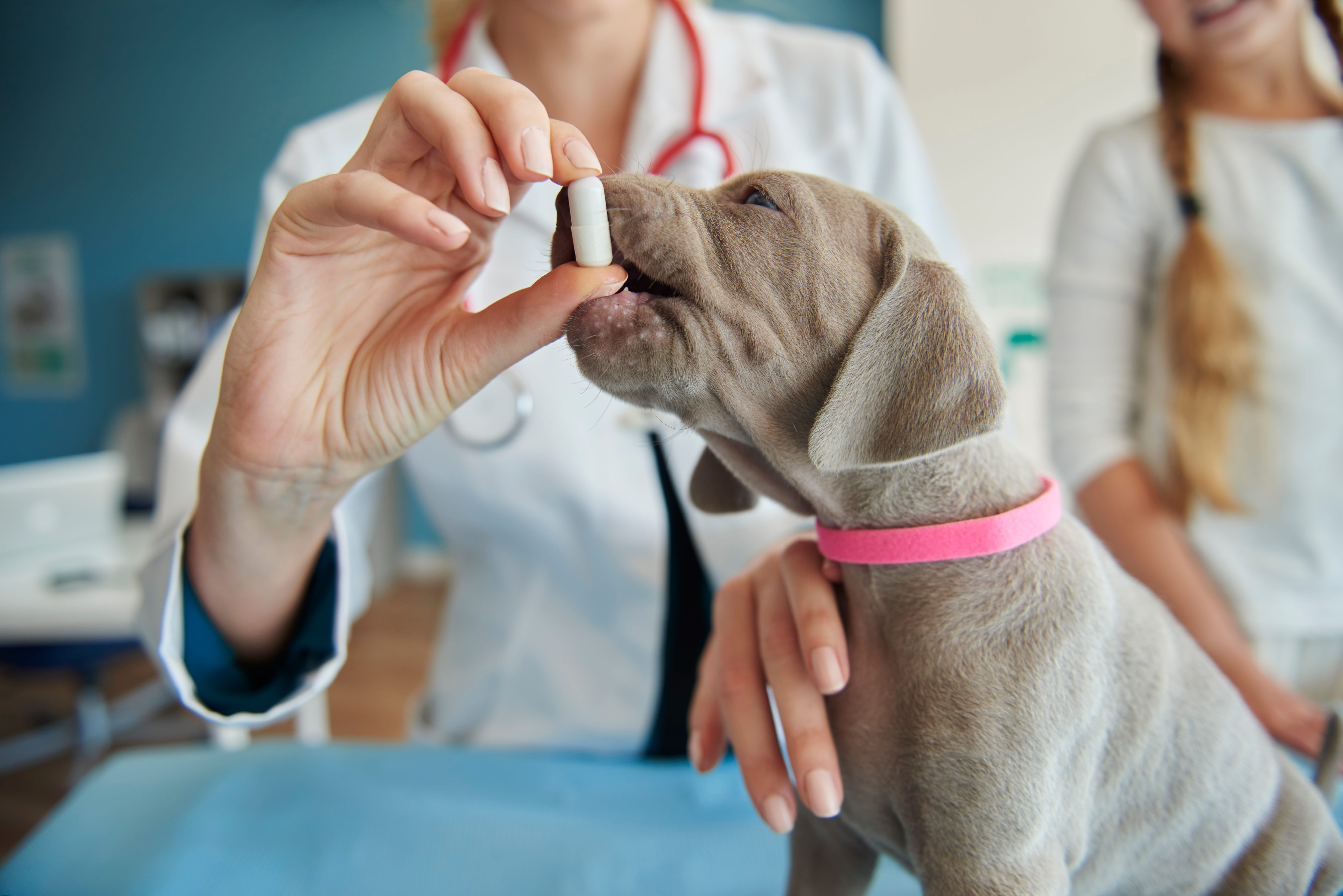 Pet Medicines Online Chennai