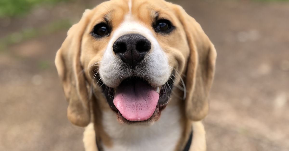 Pet vaccination schedule for dogs and cats in Chennai – Best For Pet