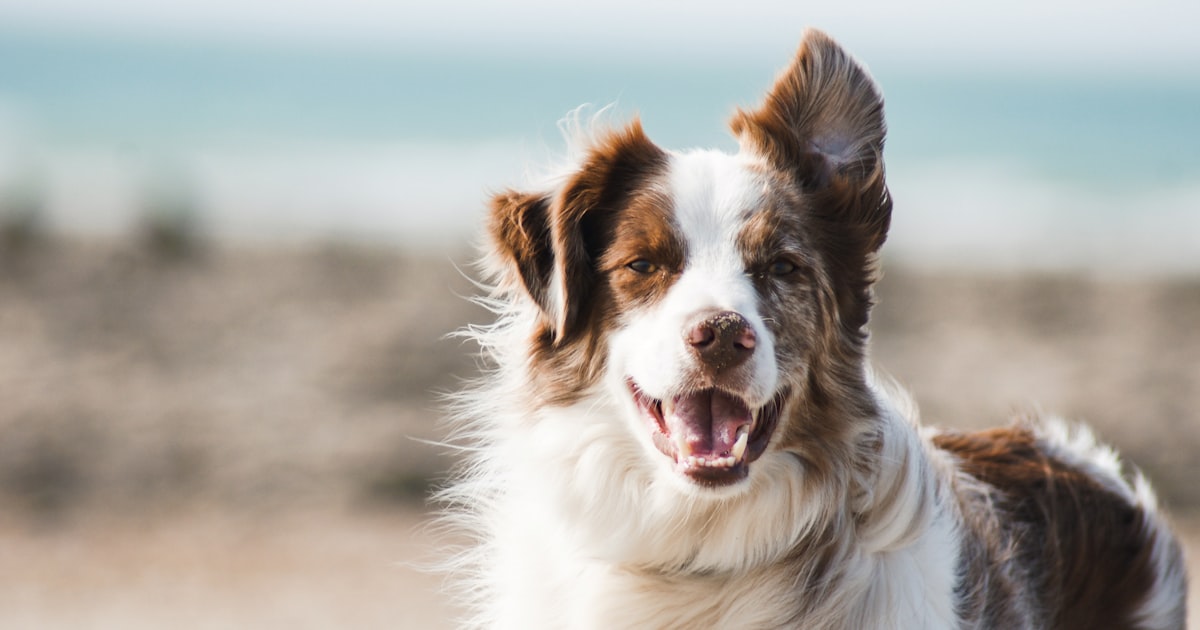 Healthy dog meals and nutrition for digestion and overall health – Best For Pet Chennai