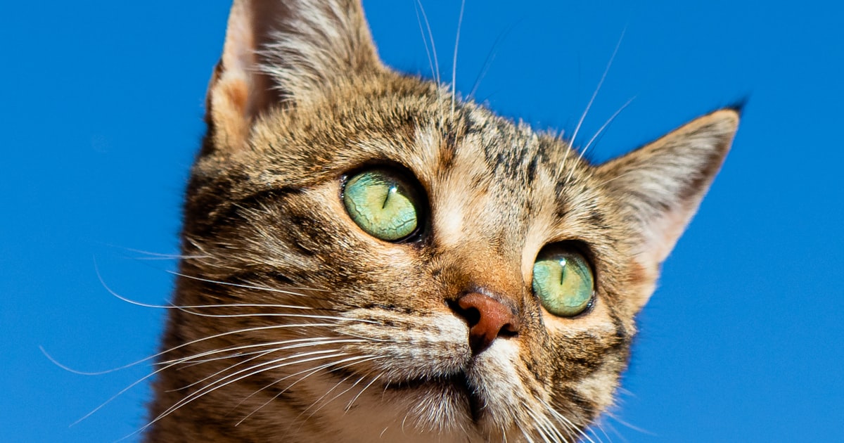 BestForPet