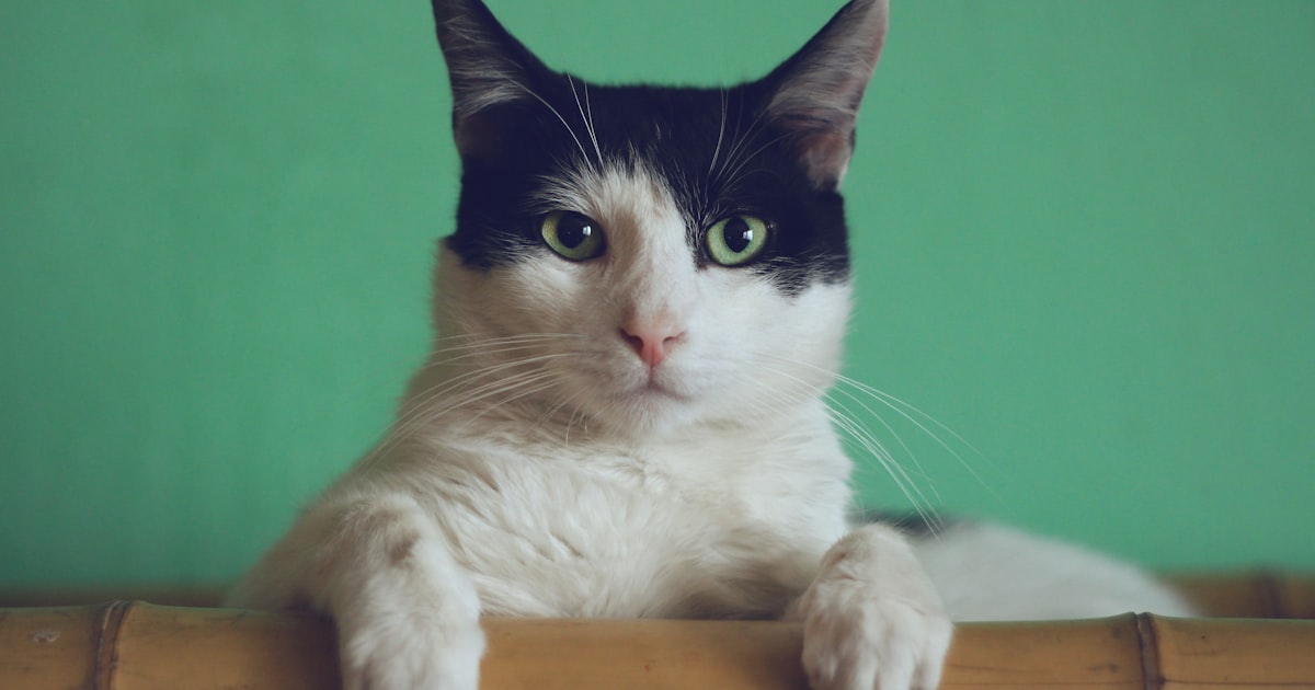 Best cat food products in India for healthy growth – Best For Pet Chennai