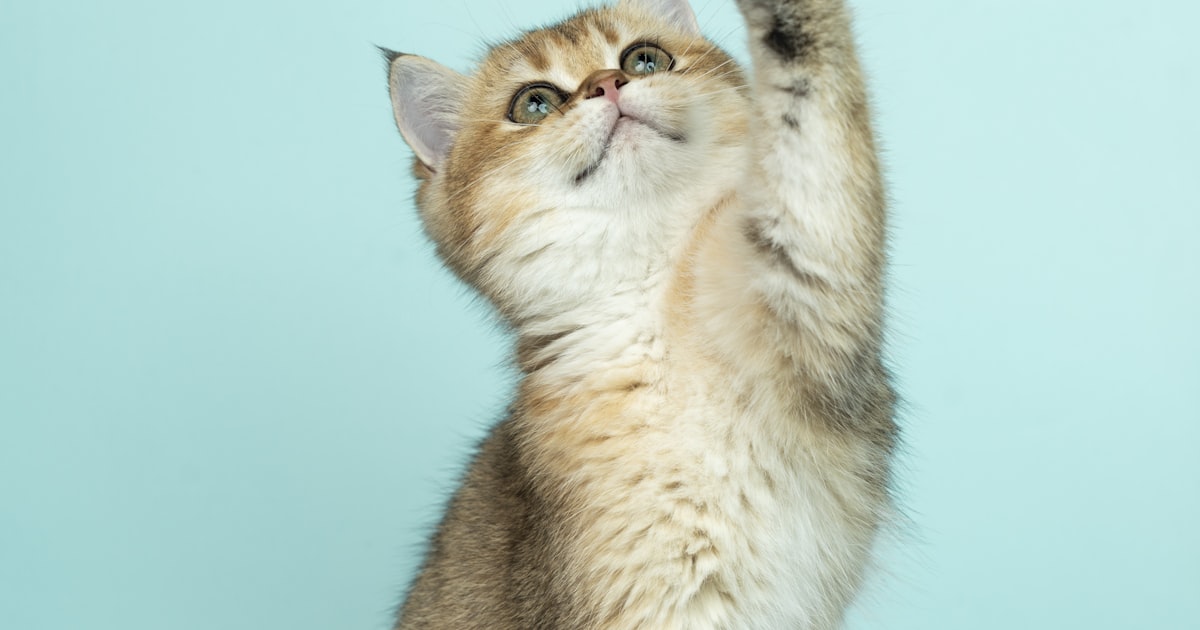 Best kitten food products in India for fast growth and immunity – Best For Pet Chennai