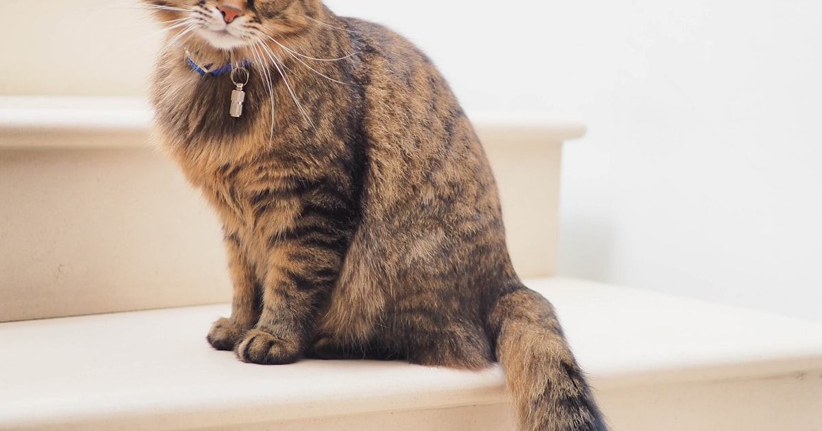 Affordable cat food products in India for best value – Best For Pet Chennai